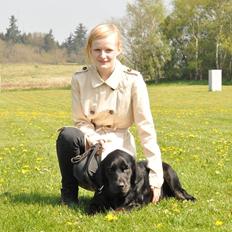 Labrador retriever Laban