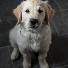 Golden retriever Charlie