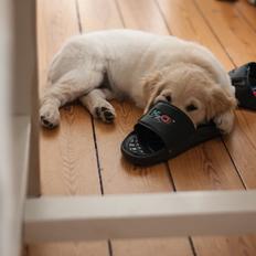 Golden retriever Charlie