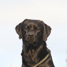 Labrador retriever Jajeem's Joey