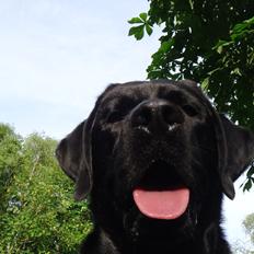 Labrador retriever Jajeem's Joey