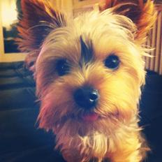Yorkshire terrier Ludvig