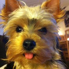 Yorkshire terrier Ludvig