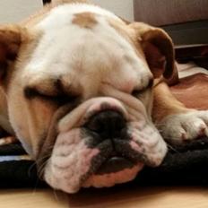 Engelsk bulldog freja