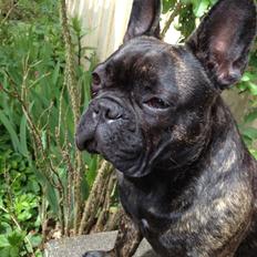 Fransk bulldog *Babette*