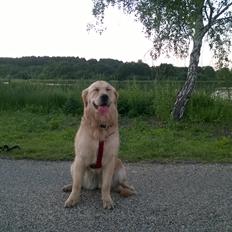 Golden retriever Molly