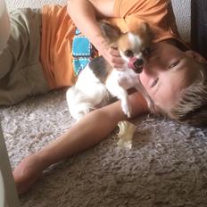 Chihuahua Diva ( R.I.P ) dødede 1,5 år