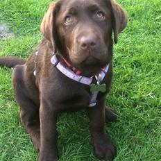 Labrador retriever Toffie