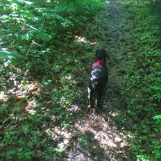 Labrador retriever Toffie