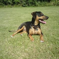 Blanding af racer Tilde