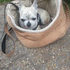 Chihuahua Pino R.I.P