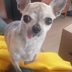 Chihuahua Pino R.I.P