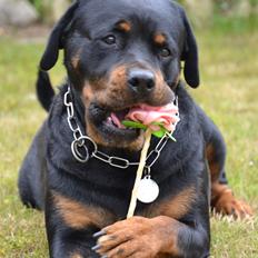 Rottweiler Nica *Himmelhund*