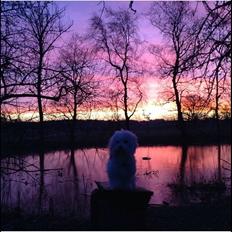 Coton de tulear Balou