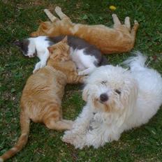 Coton de tulear Balou