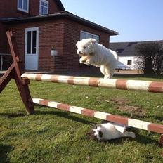 Coton de tulear Balou
