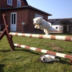 Coton de tulear Balou