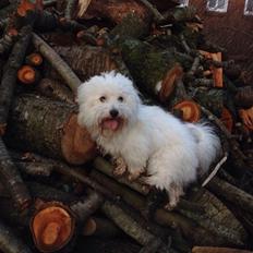 Coton de tulear Balou