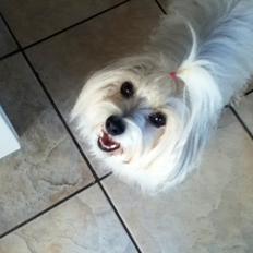 Coton de tulear Burgaardens Frida