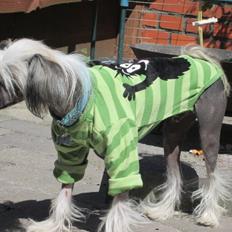 Chinese crested hårløs Nico