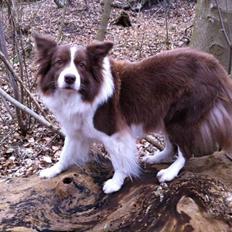 Border collie Nessa