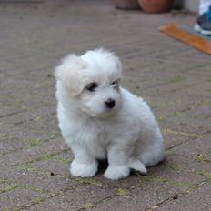 Coton de tulear Wilma ( Bøg's Canis Bright Luna) 
