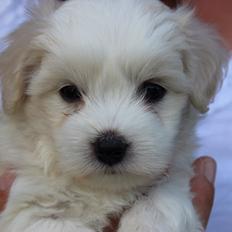 Coton de tulear Wilma ( Bøg's Canis Bright Luna) 