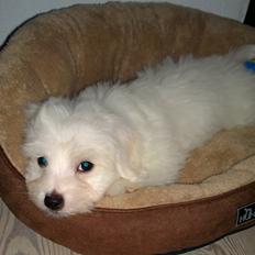 Coton de tulear Lui