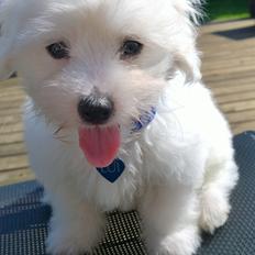 Coton de tulear Lui