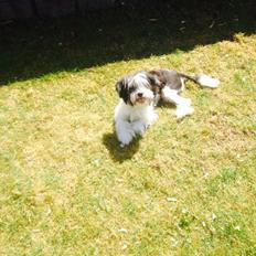 Chinese crested powder puff Sam ( Himmelhund)