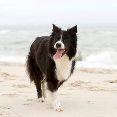 Border collie Himmelhund Joey