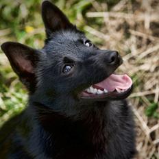 Schipperke Hytting's Ellen (Schiva)
