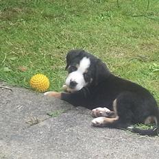 Blanding af racer Grosser; Jessie