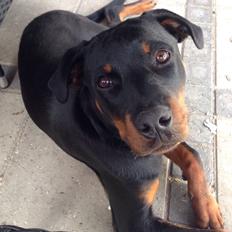 Rottweiler Tiva