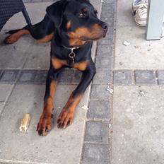Rottweiler Tiva