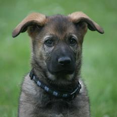 Schæferhund Punktum