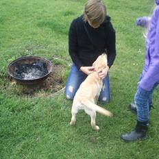 Labrador retriever Mojo