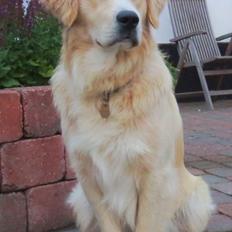 Blanding af racer Balder Himmelhund 