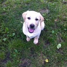 Labrador retriever Mojo