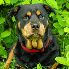 Rottweiler Mollie<3 |Molsen|<3 R.I.P Min trold..<3