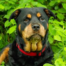 Rottweiler Mollie<3 |Molsen|<3 R.I.P Min trold..<3