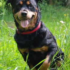 Rottweiler Mollie<3 |Molsen|<3 R.I.P Min trold..<3
