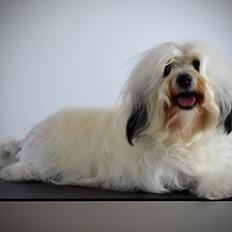 Løwchen Lions of Denmark X'llent Ludvig *Silas*