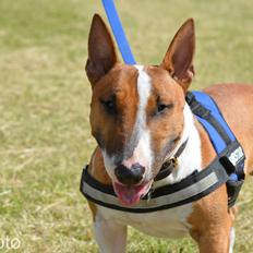 Bullterrier miniature Otto