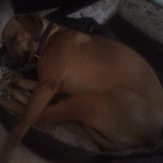 Rhodesian ridgeback Maggi