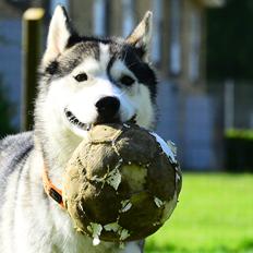 Siberian husky Bobski'