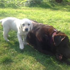 Labrador retriever Sika
