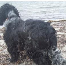 Cocker spaniel Tanja