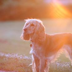 Cocker spaniel Cocio 