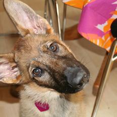 Schæferhund Team Englund`s Cookie